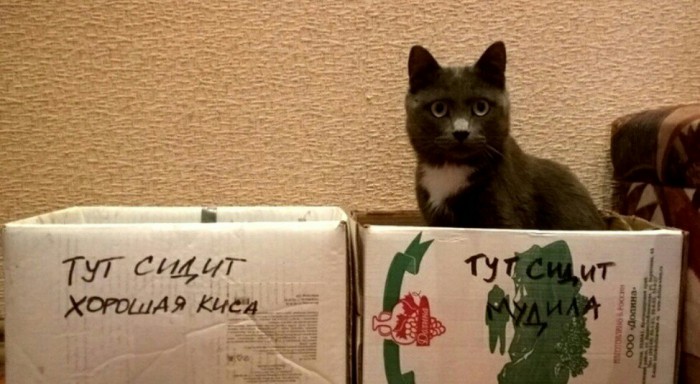 Прикольные картинки