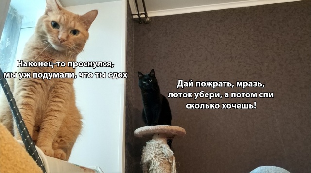 Прикольные картинки
