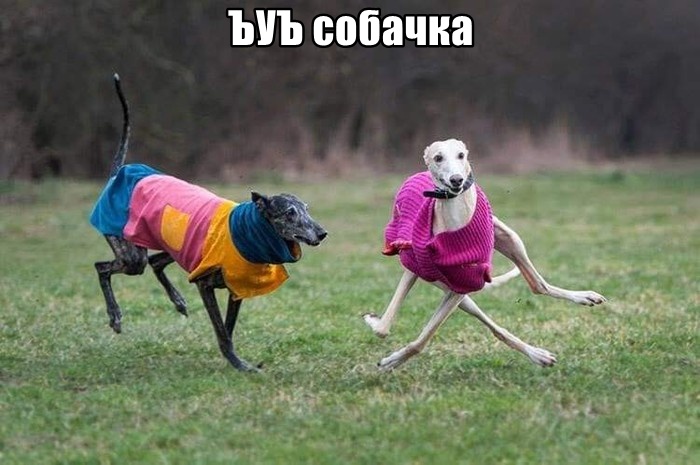 Прикольные картинки