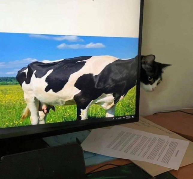 Прикольные картинки