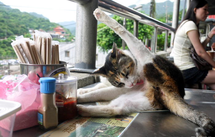Деревня в Тайване, которую кошки спасли от запустения