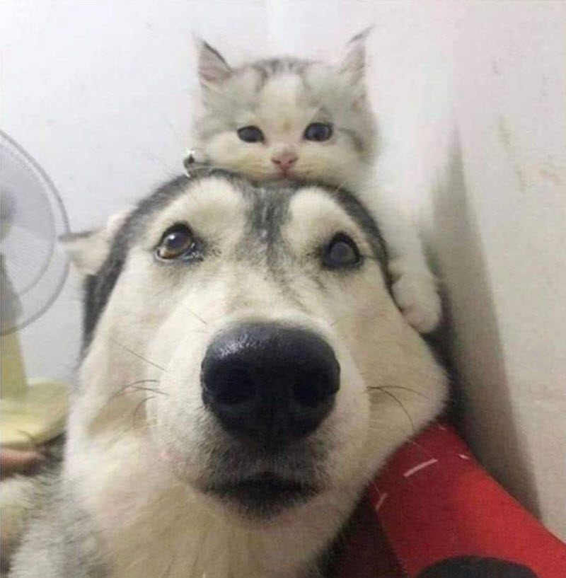 Прикольные картинки