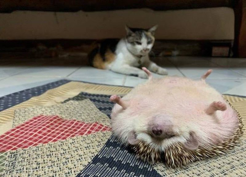 Прикольные картинки
