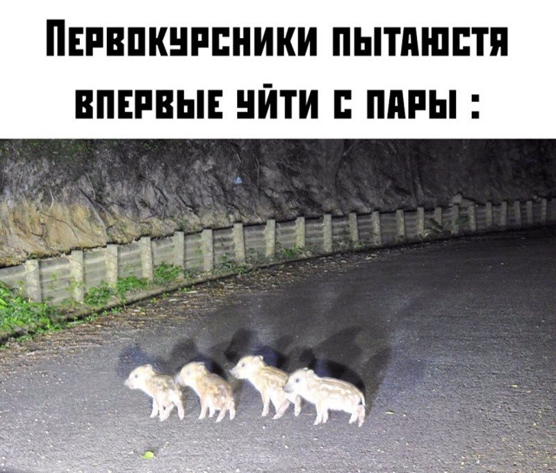 Прикольные картинки