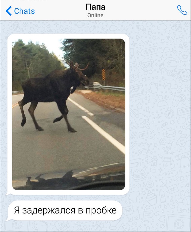 Забавные переписки с родителями