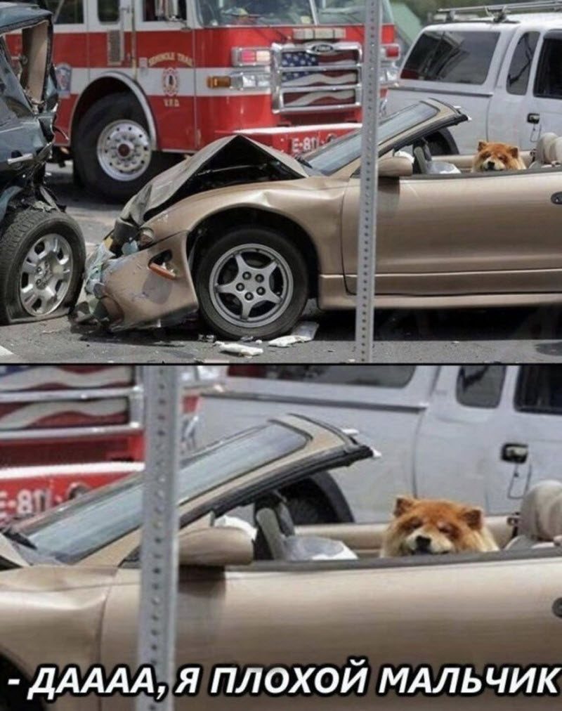 Прикольные картинки