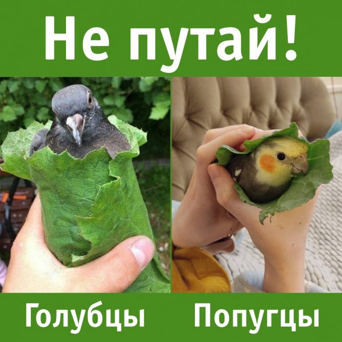 Забавные картинки