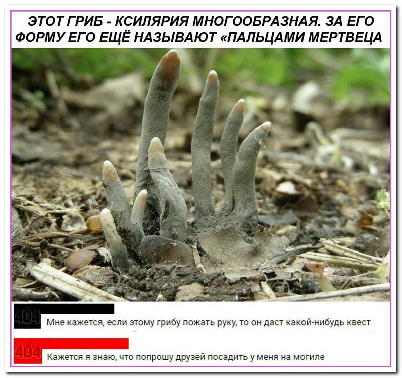 Забавные комментарии из социальных сетей