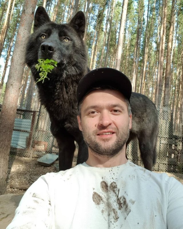Бизнесмен, приручивший волков, набирает популярность в «Инстаграме»