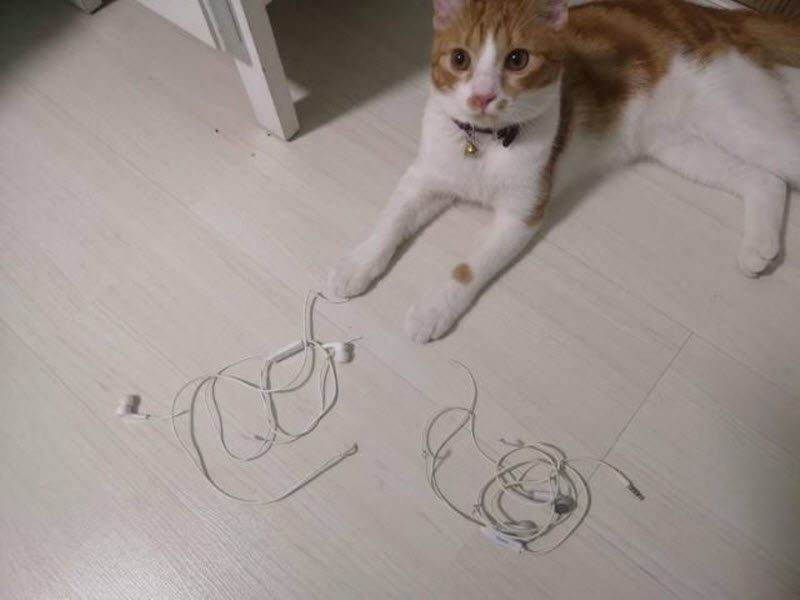 Прикольные картинки
