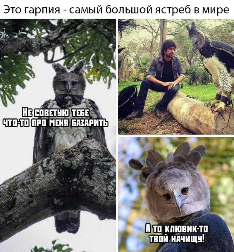 Прикольные картинки