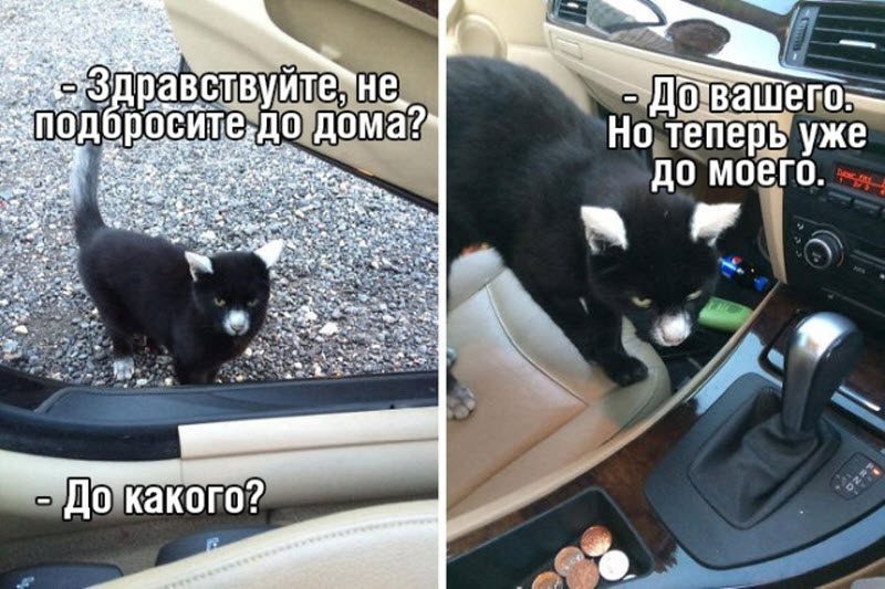 Прикольные картинки