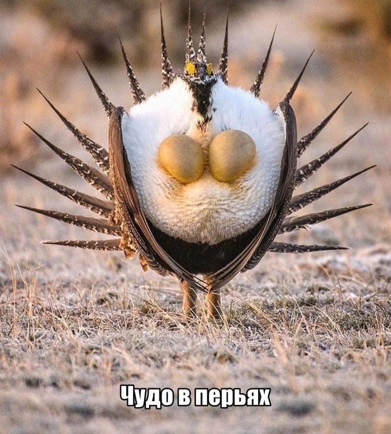 Прикольные картинки