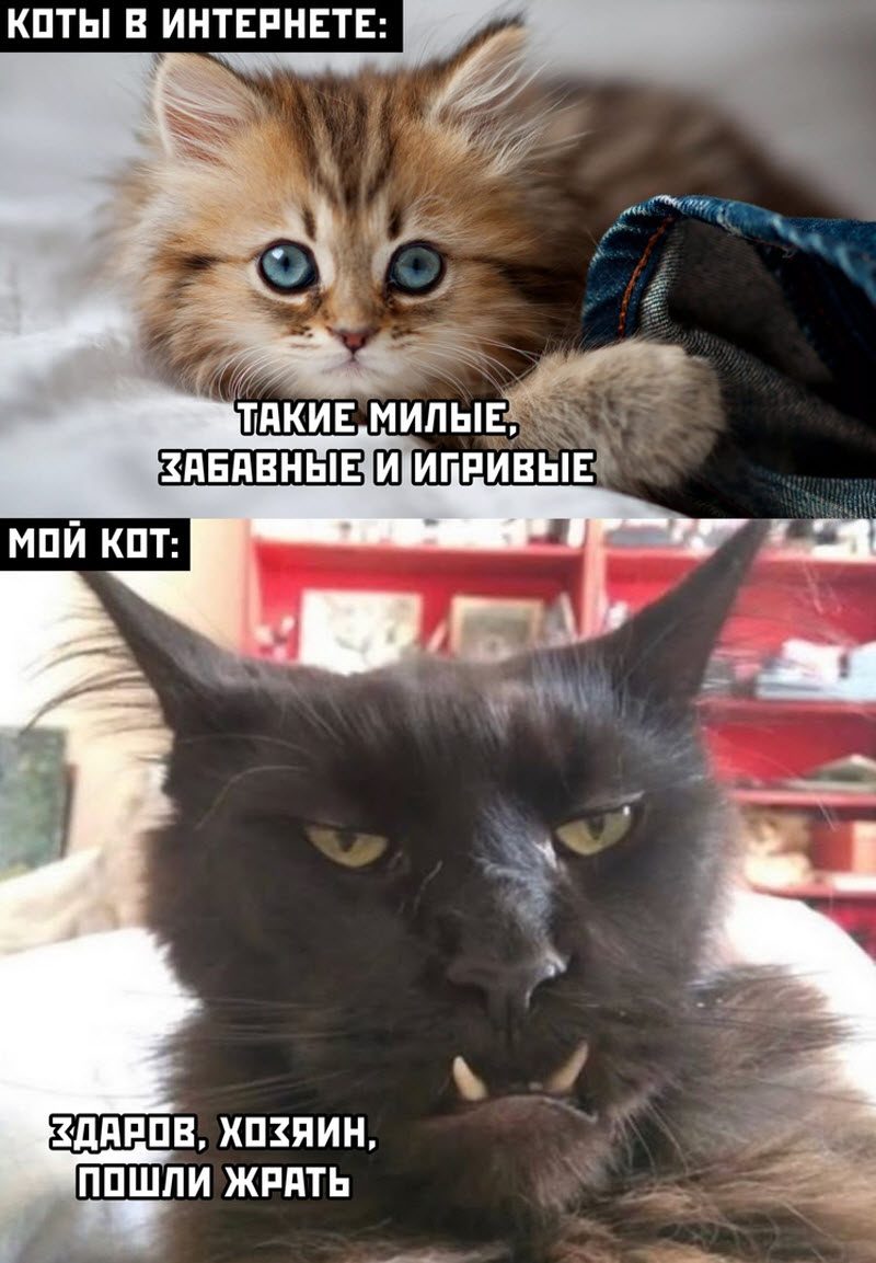 Прикольные картинки