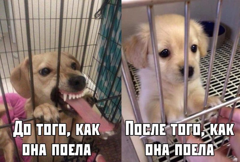 Прикольные картинки