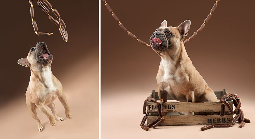 Собаки реагируют на еду