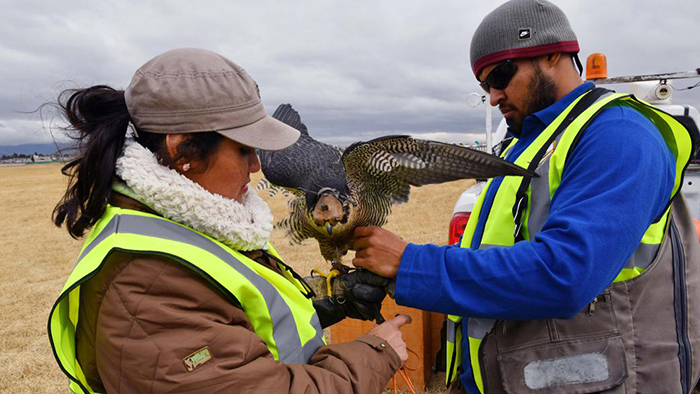 Птицы и авиация Птицы и авиация