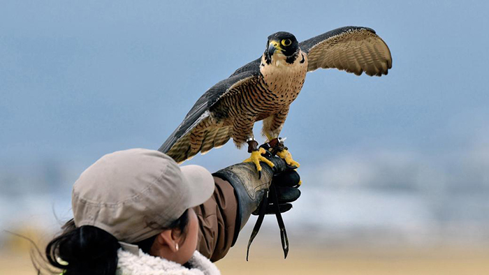 Птицы и авиация Птицы и авиация