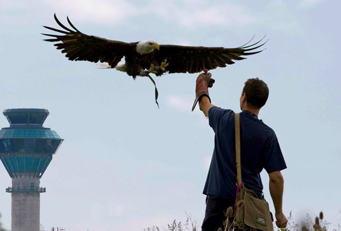 Птицы и авиация Птицы и авиация