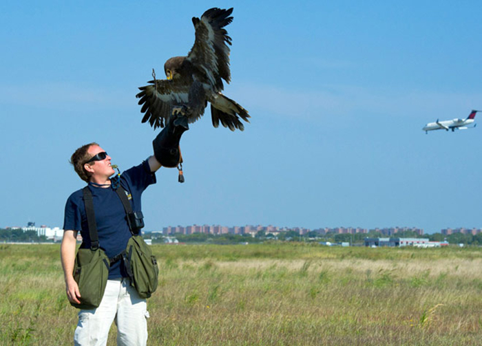 Птицы и авиация Птицы и авиация