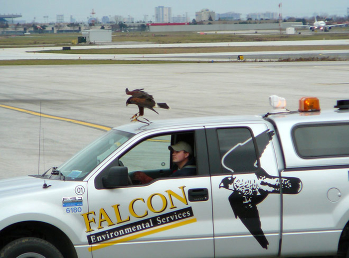 Птицы и авиация Птицы и авиация