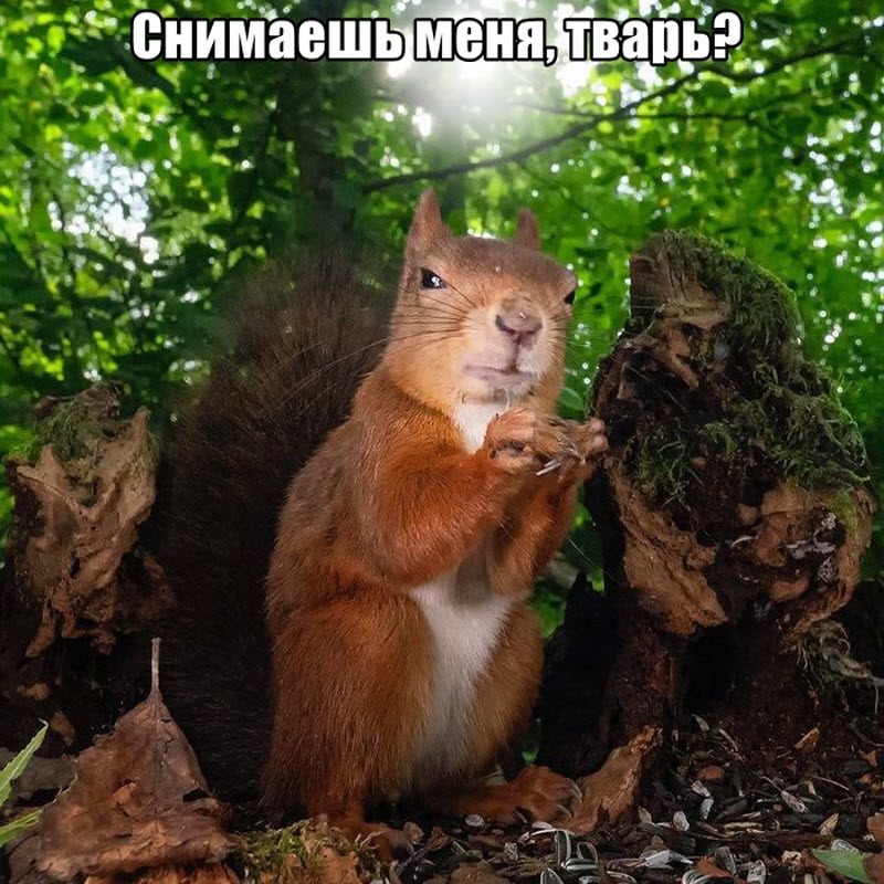 Прикольные картинки