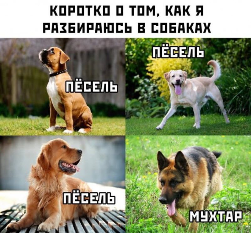 Прикольные картинки