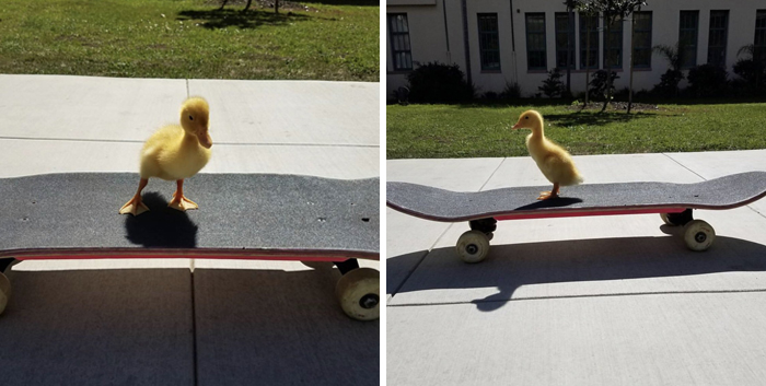 Эти милые уточки сделают ваш день