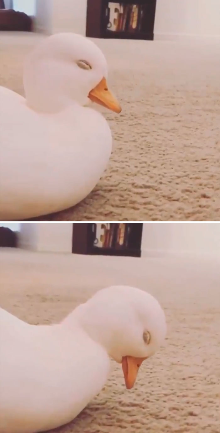 Эти милые уточки сделают ваш день