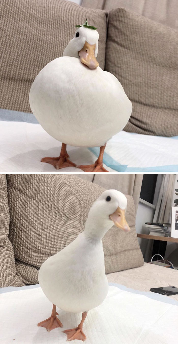 Эти милые уточки сделают ваш день