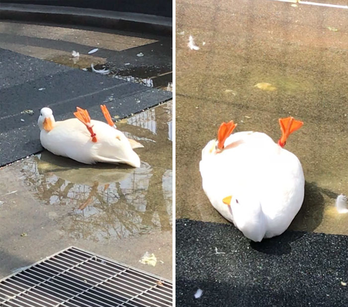 Эти милые уточки сделают ваш день