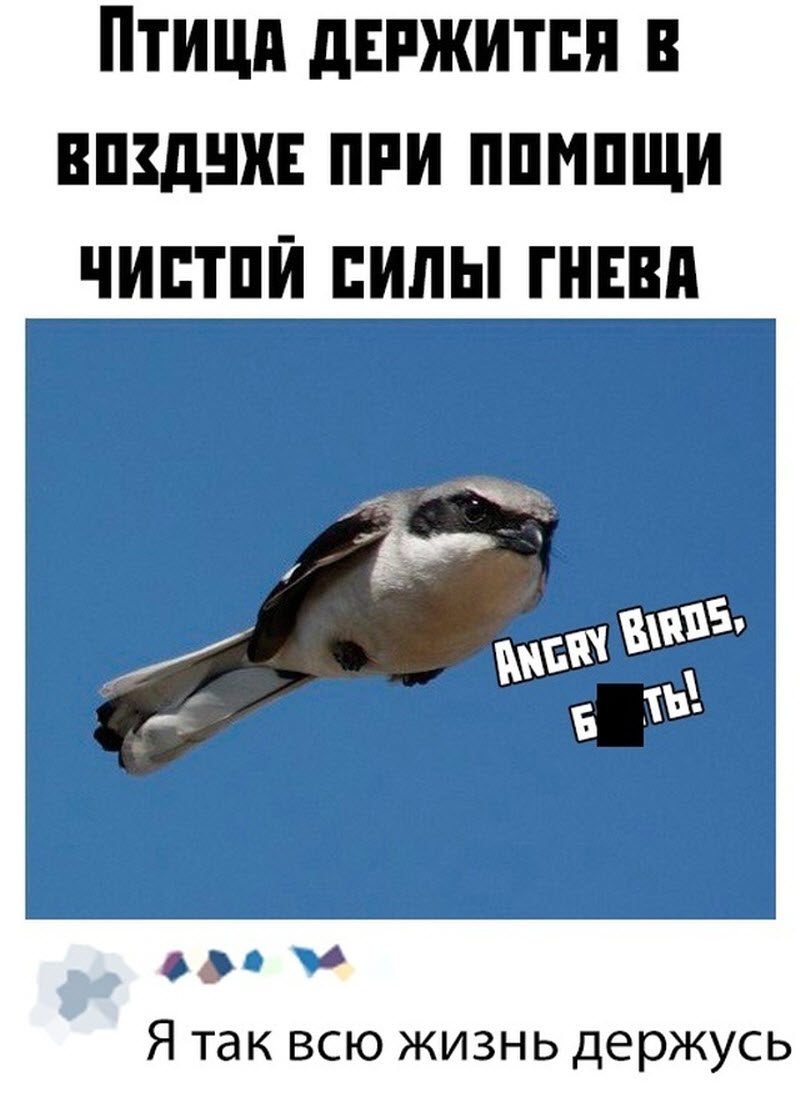 Прикольные картинки