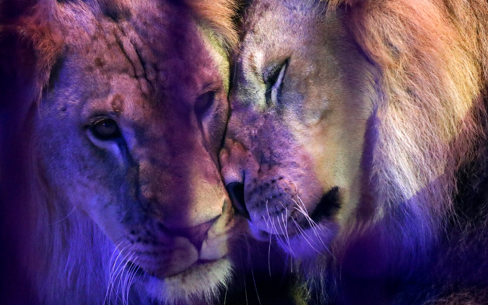 Животные в фотографиях Животные в фотографиях