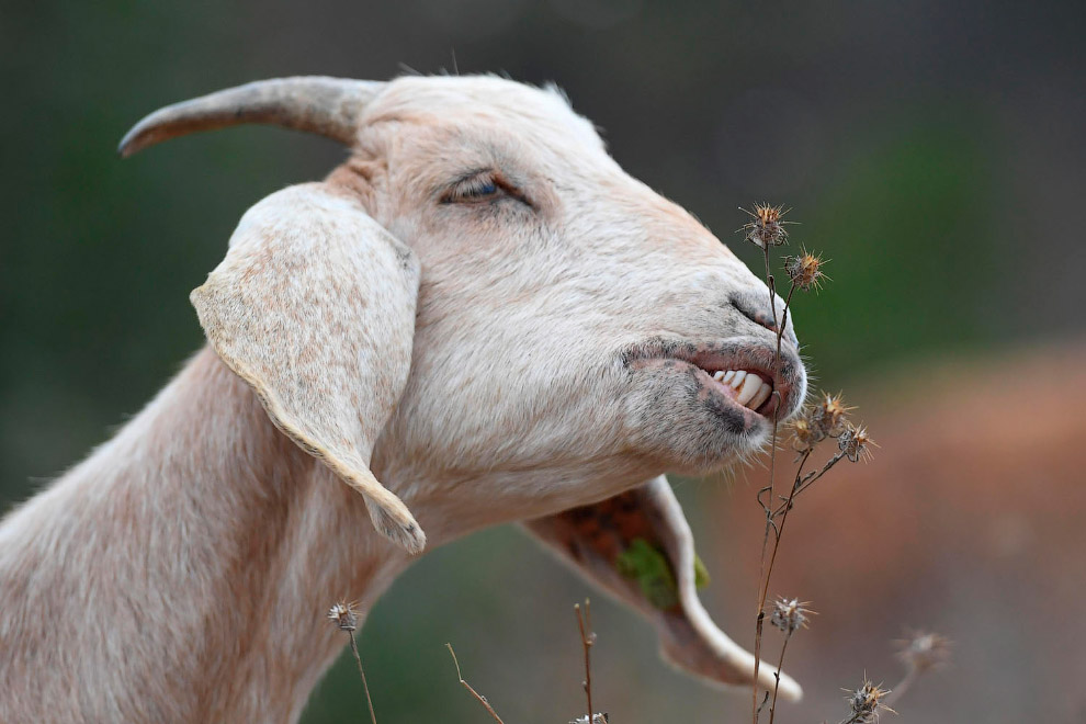 Животные в фотографиях Животные в фотографиях