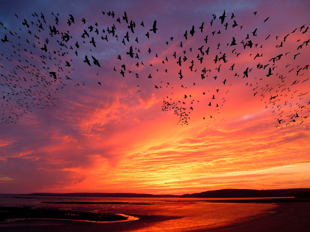 Животные в фотографиях Животные в фотографиях