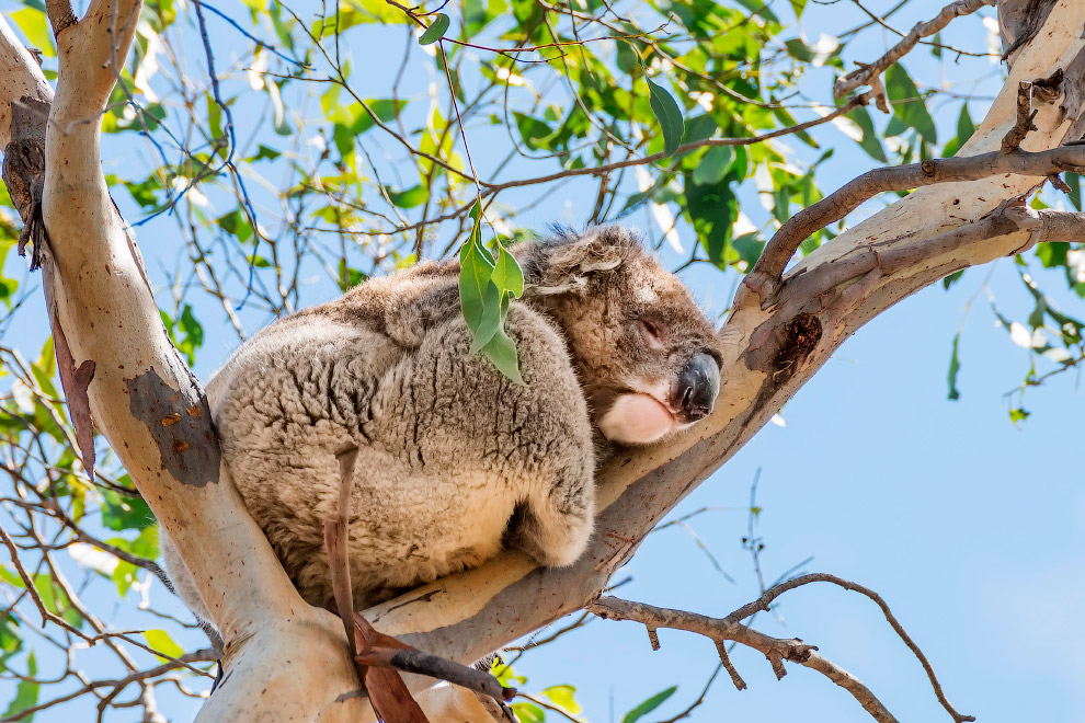 Животные в фотографиях Животные в фотографиях