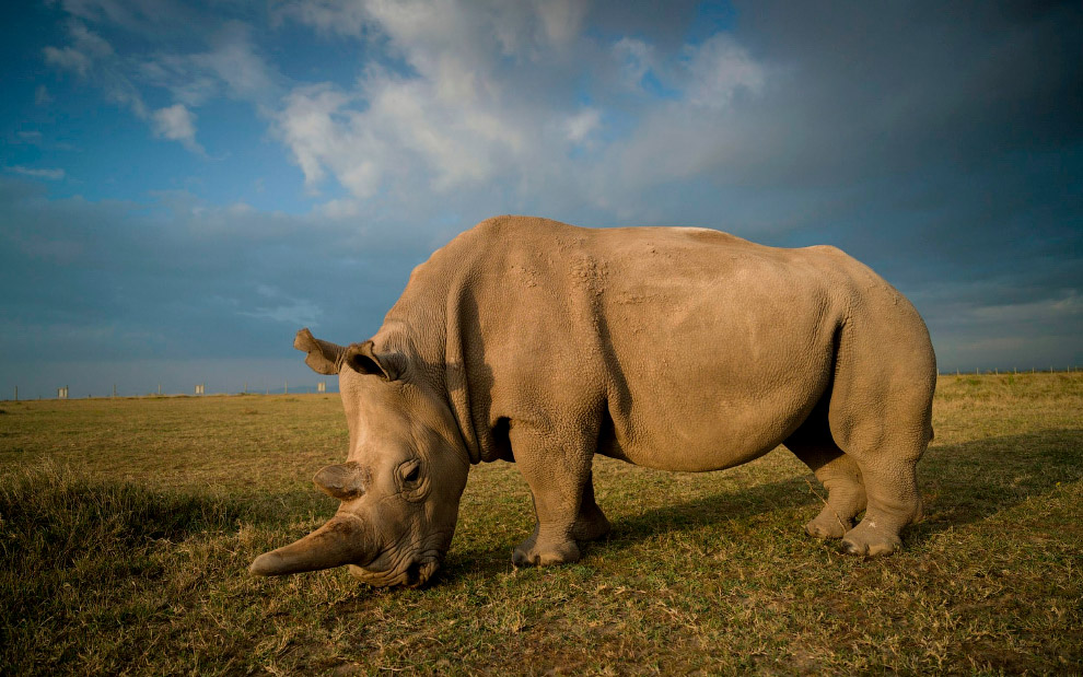 Животные в фотографиях Животные в фотографиях