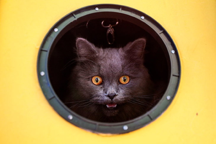 Животные в фотографиях Животные в фотографиях