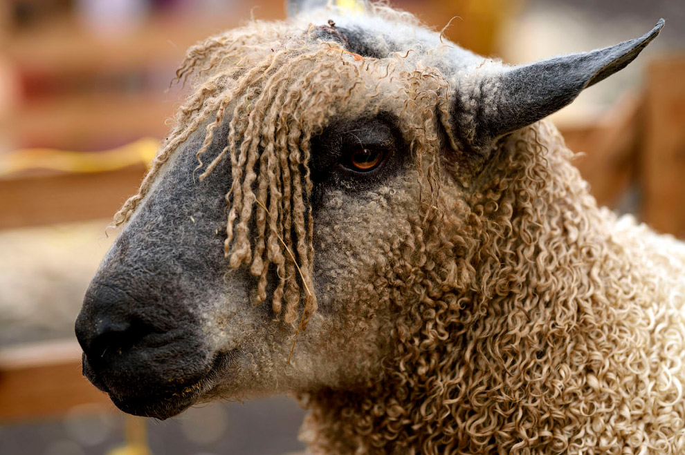 Животные в фотографиях Животные в фотографиях