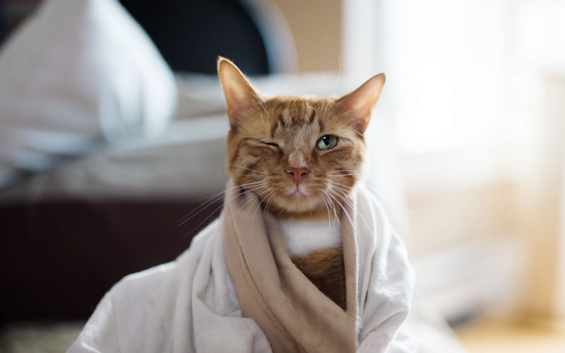 То, без чего настоящая осень невозможна То, без чего настоящая осень невозможна