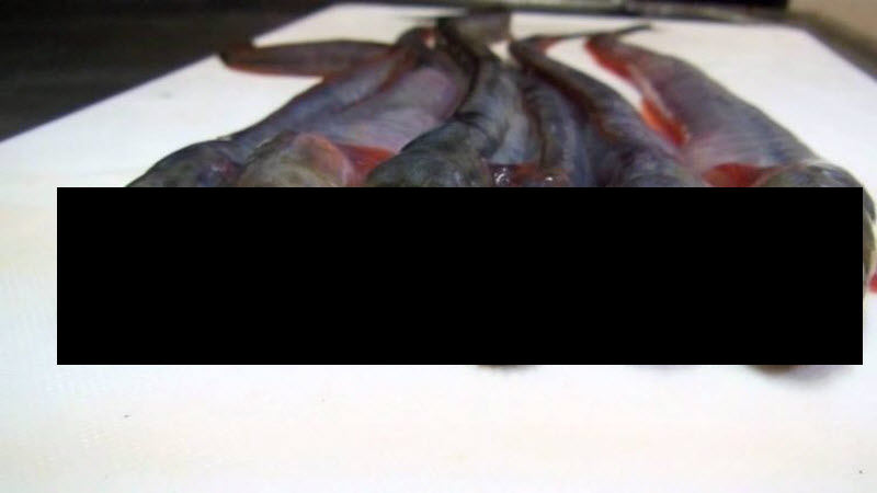 "Чужой из моря Ариаке" - деликатес, от одного вида которого воротит