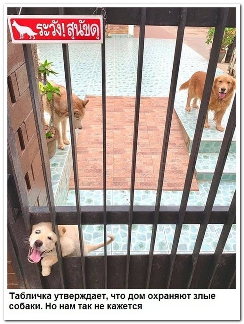 Забавные комментарии из социальных сетей