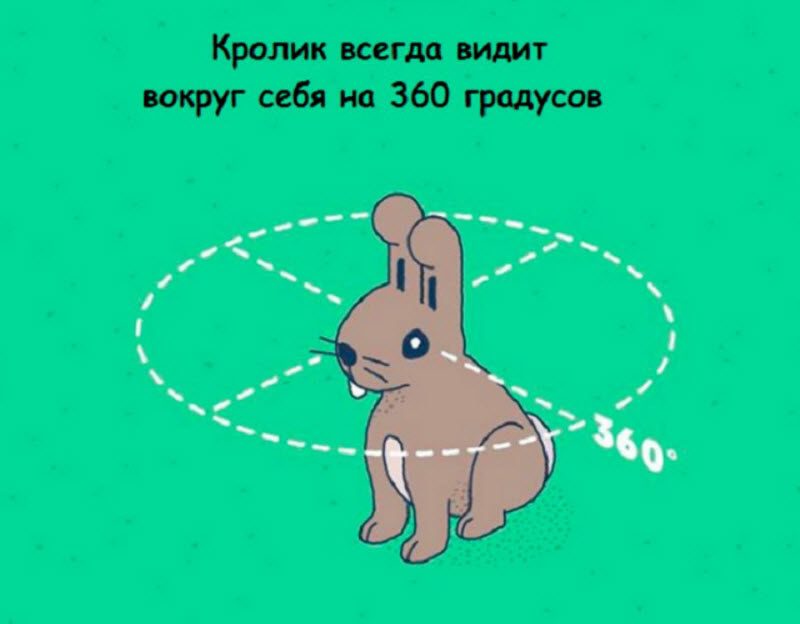 Интересные факты в картинках