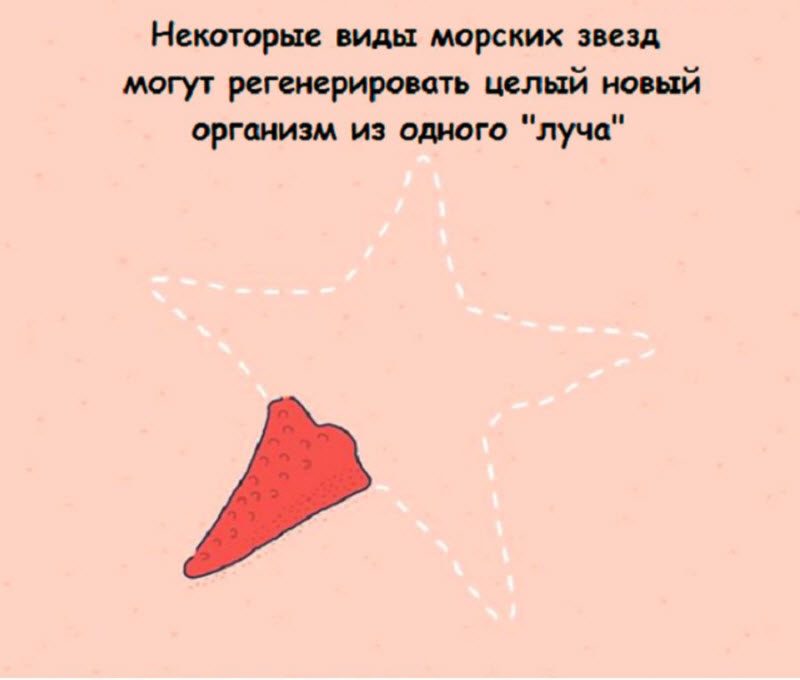 Интересные факты в картинках