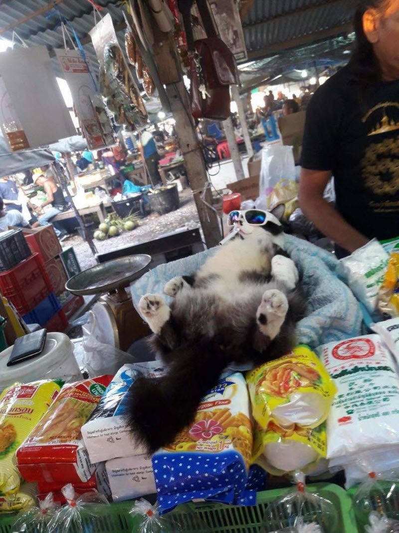 Прикольные картинки