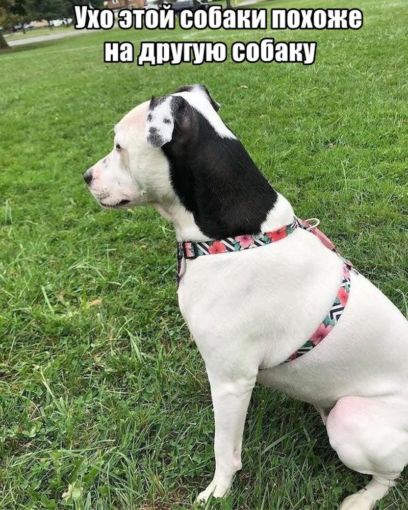 Прикольные картинки