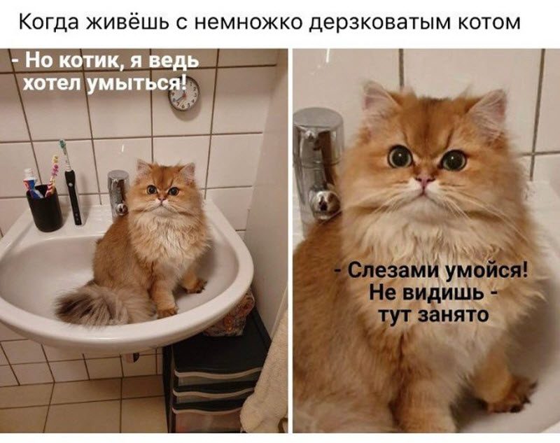 Прикольные картинки