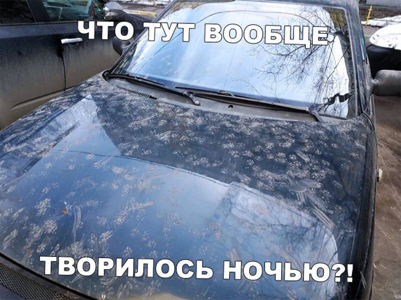 Прикольные картинки