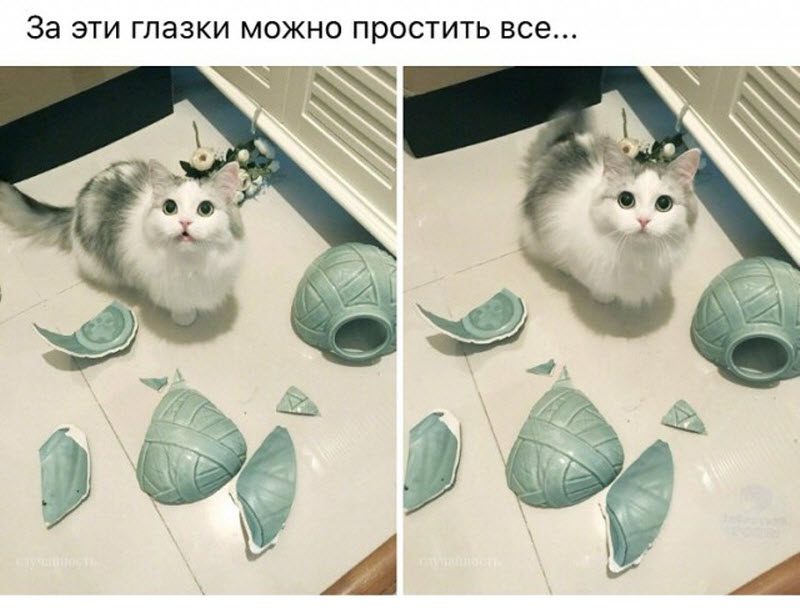 Прикольные картинки