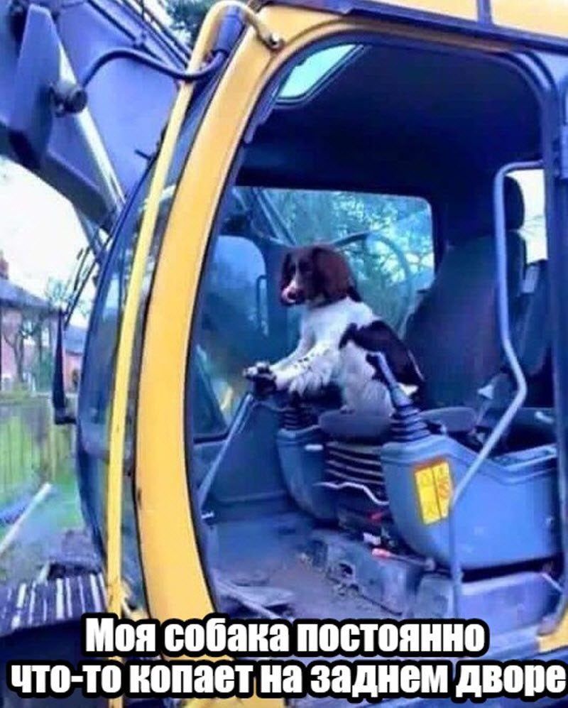 Прикольные картинки